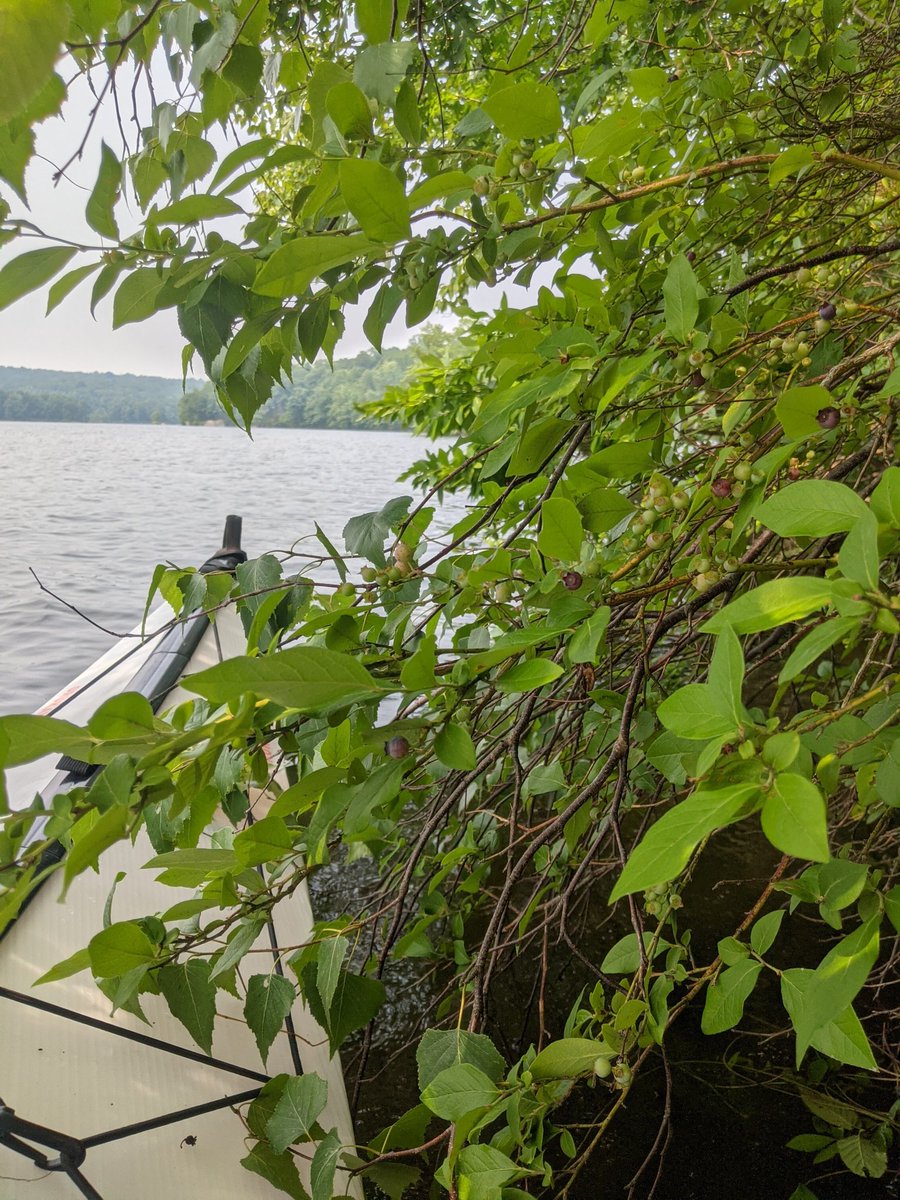 anne choi tweet media