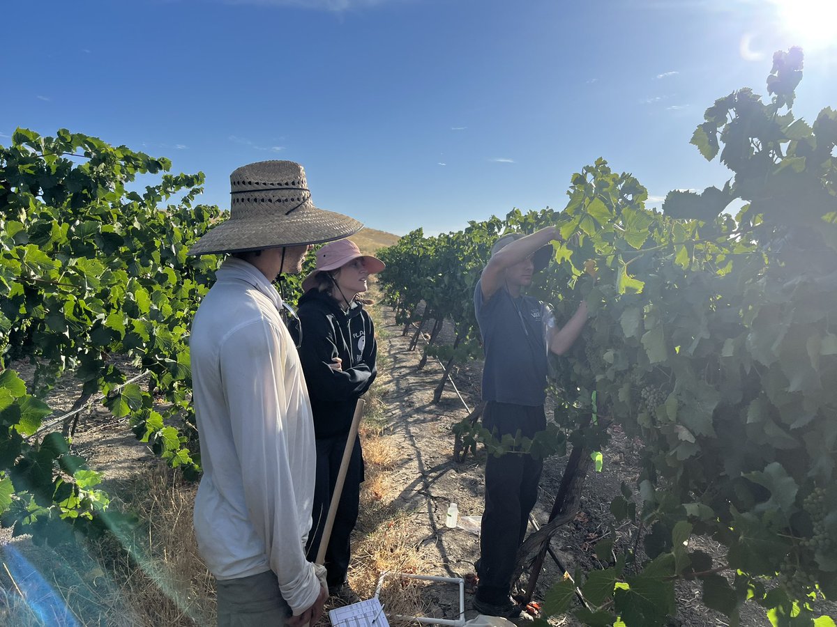 Delta veraison sampling ! We (@BugLundgren & @amelie_gaudin labs) assess how grazing & other regenerative practices affect soil & vine health & farm economics. We sample petioles to determine vine fertility, grade vines on pest/disease damage, & quantify the plants and insects.