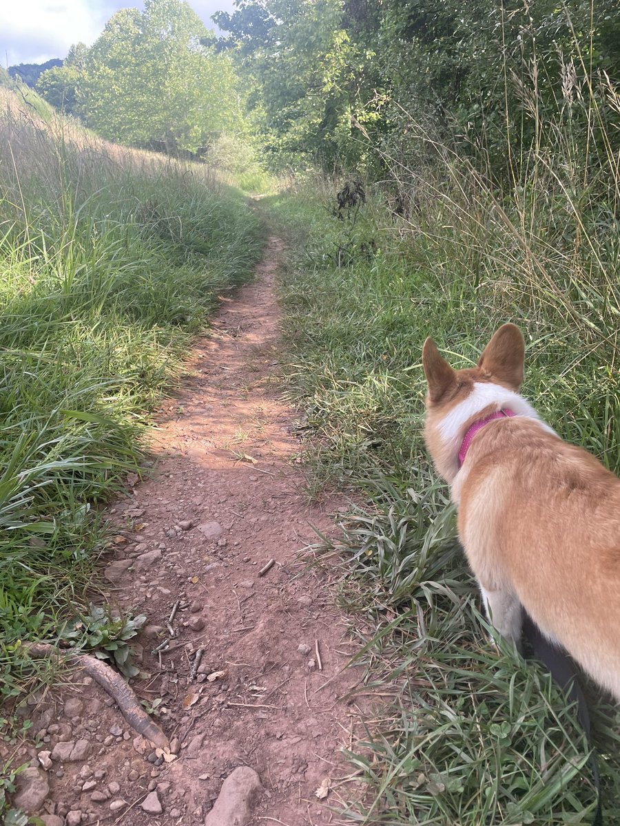 #stonewall #hiking #CorgiCrew #Corgi ##corgicrazy #brat #love #littlelegs