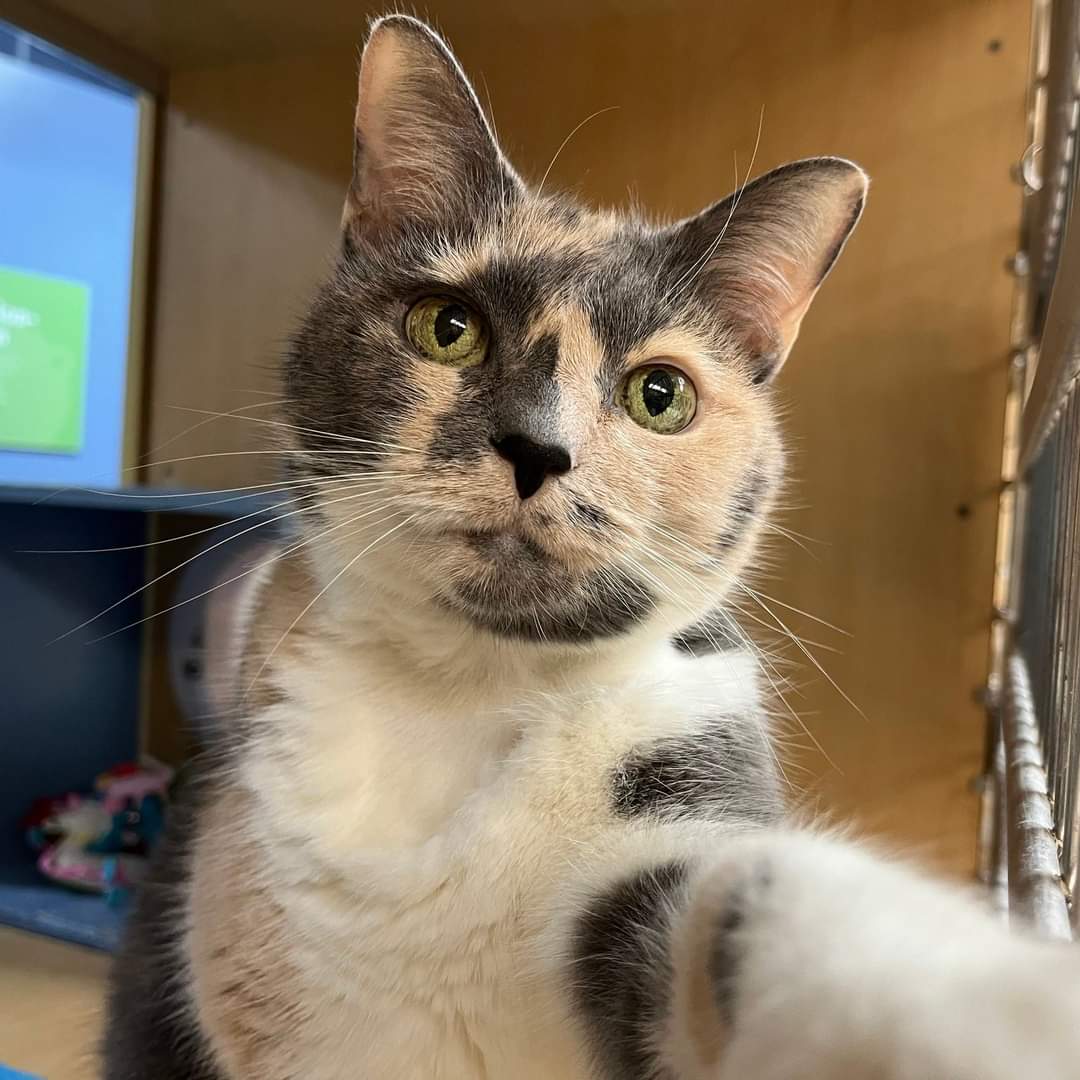 Animal Friends tweet media