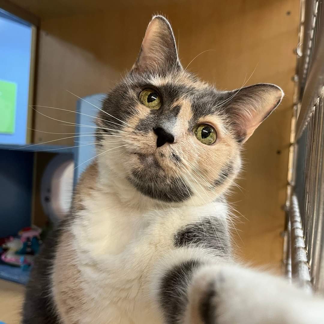 Animal Friends tweet media