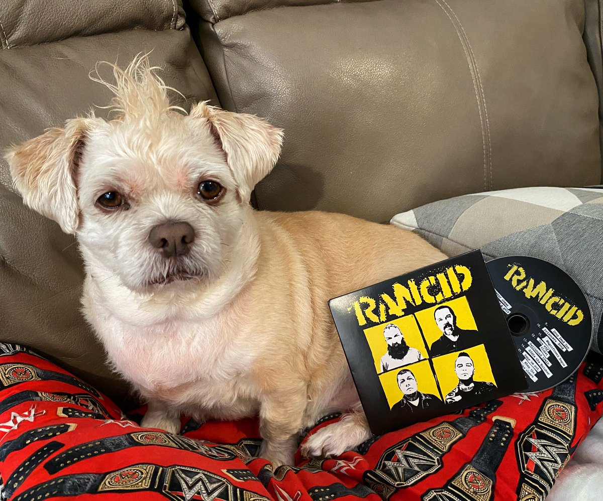 Sharky has been chillin’ on her wrestling pillow and crankin’ the new #Rancid CD #TomorrowNeverComes . She says “If you like Rancid, you’ll like it. If you don’t like Rancid, go piss up a rope.” @Rancid #RocknRoll #IStillBuyCDs