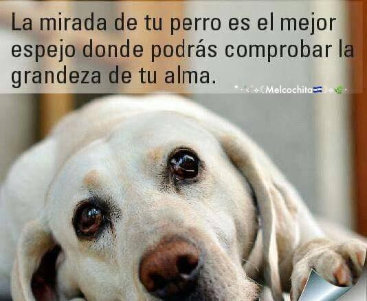 MelcochitaF's tweet photo. ¿Te has visto reflejado en los ojos de tu mascota hoy?
#Coexiste
#justiciaAnimal https://t.co/ZQE4Qfu314