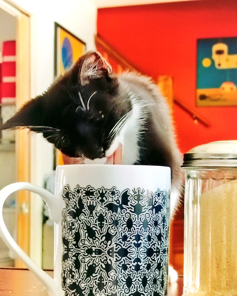 café con kattée
🐈‍⬛🐈‍⬛☕🐈‍⬛🐈‍⬛
#catsofchicago #catsofinstagram #kittenoftheday #cattongue #hazflava #blem #BarryCat #cattherapy #whoRescuedWho #🐈‍⬛ #❤️‍🔥#onecupofcoffee #coffeeandcats 
(( #mug from our fierce frens @calamityware )) #☕
 🐈‍⬛🐈‍⬛☕🐈‍⬛🐈‍⬛