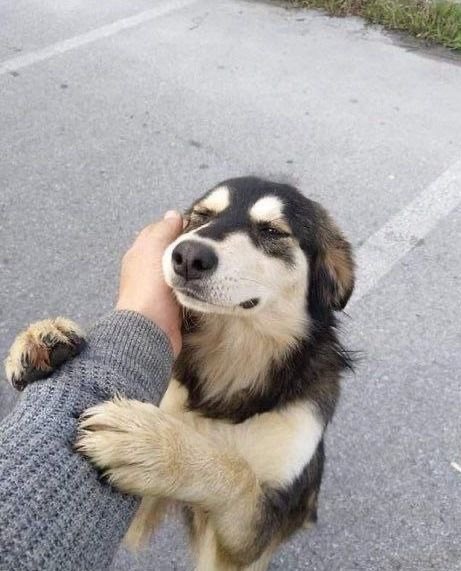 💖 (@twaniimals) on Twitter photo 