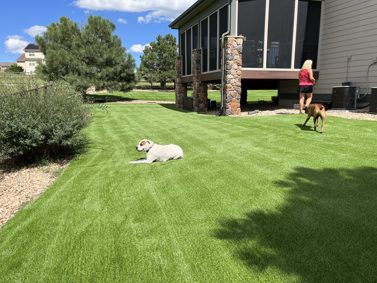 Go_Turf's tweet photo. Another large yard completed this week out in Parker, CO. We are staying in a roll. Another happy customer and we think the dogs enjoy it as well 😉 #yardturf #artificialturfinstallation #parkerturf #coloradoturf https://t.co/g0tdt4QOPE