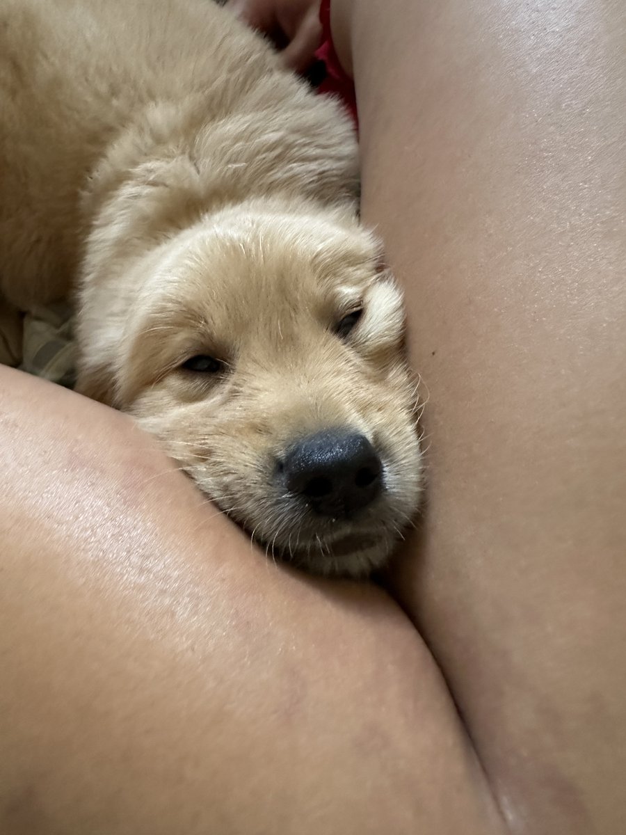 NotTony_Hawk's tweet photo. PRETTY LIGHTS TICKET GIVEAWAY 
🧡🌈

MISSION BALLROOM SATURDAY 

- Follow me &amp; @MooreMediaMGMT 
- Like + RT
- Tag friends for extra entries

~ PUPPY PIC FOR VISIBILITY ~ https://t.co/bUP3x5kULT