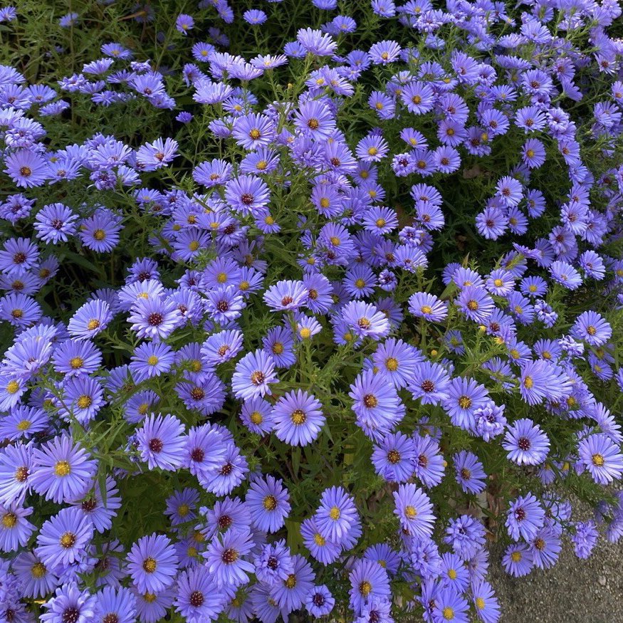 itmydefinition's tweet image. กันยายนคือแอสเตอร์ (น.)
หมายถึง คุณเป็นคนค่อนข้างเปิดเผย ตรงๆ บางทีก็เผลอใจร้อนโดยไม่รู้ตัว เพราะคาดหวังกับบางสิ่งอยากให้มันออกมาดีที่สุด แอบมีมุมเพอร์เฟคชั่นนิส ชอบทำอะไรด้วยตัวเอง ถึงจะพูดไม่ค่อยเก่งแต่ก็เป็นผู้ฟังที่ดีเสมอ ‘อย่าลืมรับฟังตัวเองด้วยล่ะ’