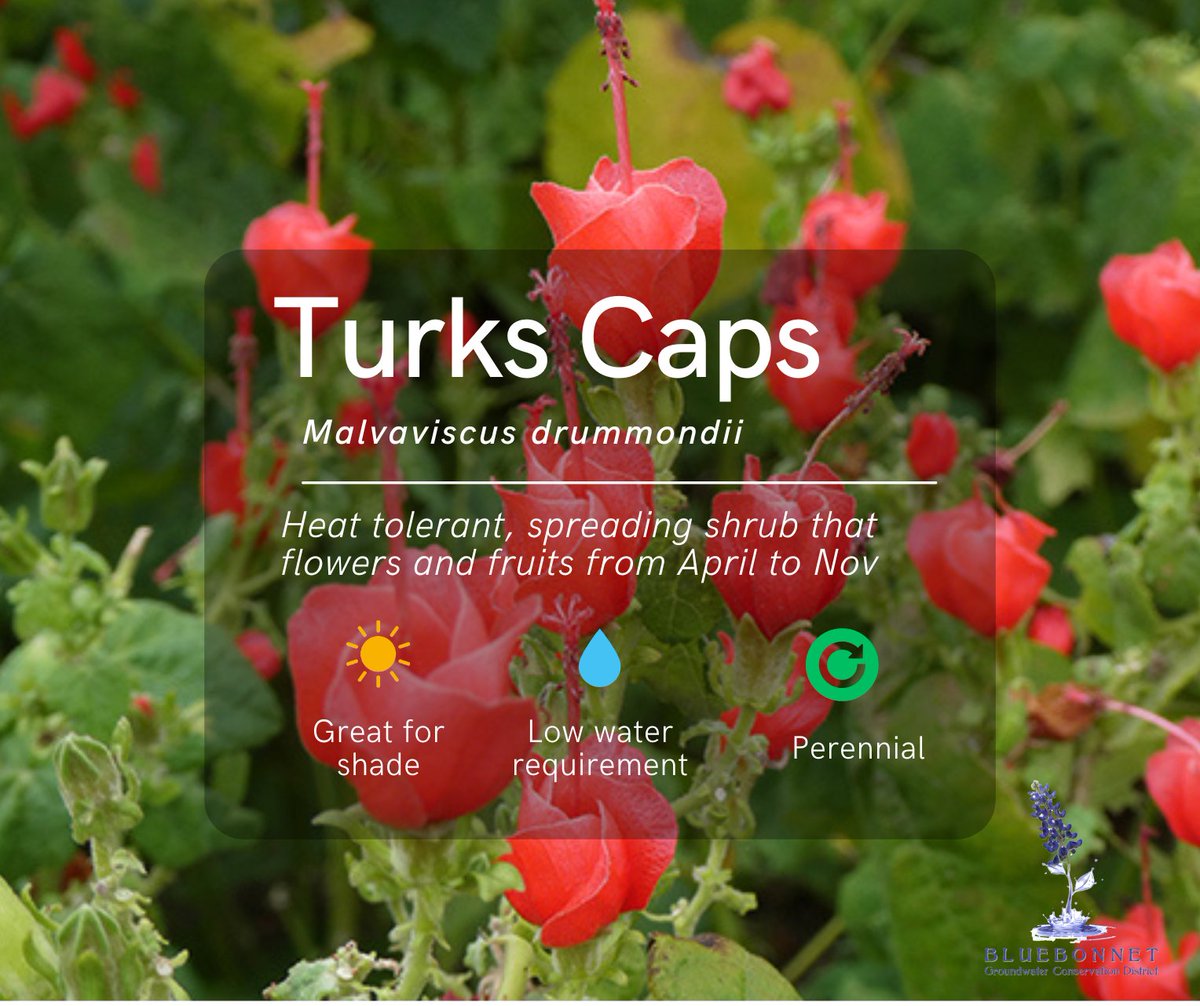 Bluebonnet Groundwater Conservation District tweet media