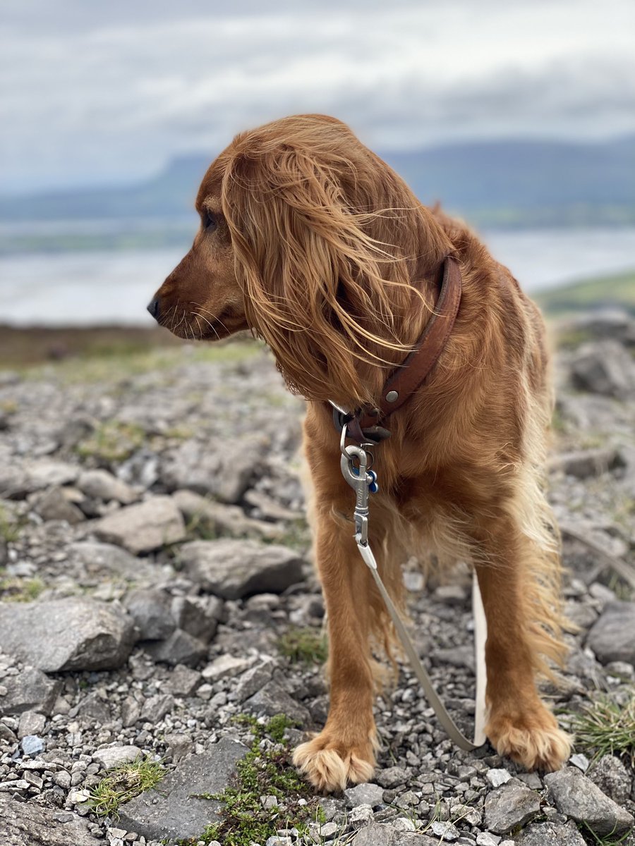 Looking out past Benbulben
#ireland #heartofireland #wildatlanticway #sligo #strandhill #dogsofireland