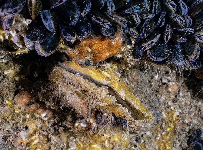 🌊🦪Happy World Oyster Day🦪🌊 Join @NativeOysterNet this weekend as they celebrate these brilliant bivalves and the efforts of dedicated oyster restoration projects around the UK and Europe🌱🐚#WorldOysterDay #OysterRestoration #GenerationRestoration 🌏🌊👏Photo: Paul Naylor