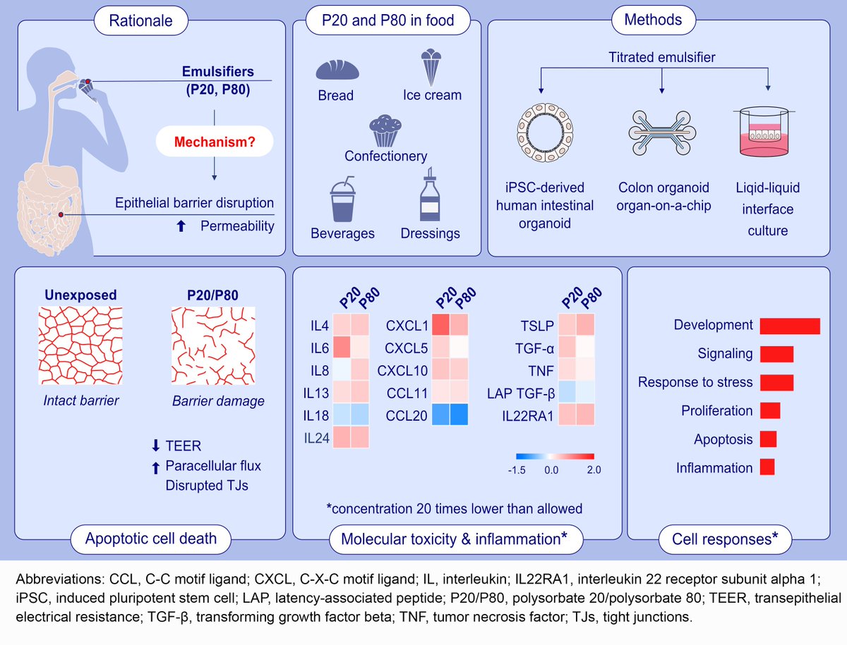 AllergyEaaci's tweet image. Mechanisms of gut epithelial barrier impairment caused by food #emulsifiers polysorbate 20 and polysorbate 80. Corresponding authors: Ismail Ogulur and Cezmi A. Akdis

Read the article here: doi.org/10.1111/all.15…

This study provides new insights into the underlying mechanisms