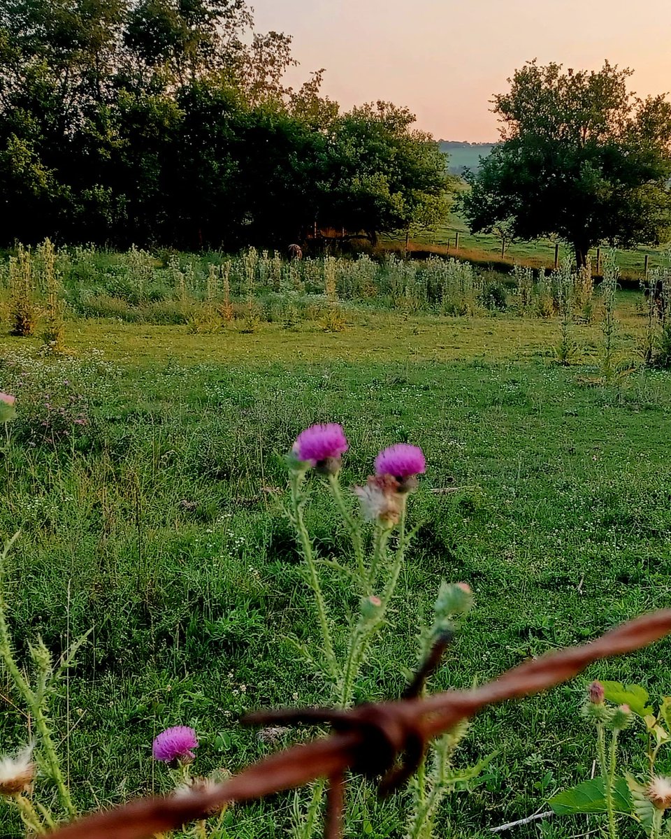 Qust4Grc's tweet photo. @LottieNewings Well, the same field had thistle too, and my friend said horses eat thistle after it wilts.  Kept thinking about how a horse or cow deals with splinters on their tongue. https://t.co/Gbj3K4aRak