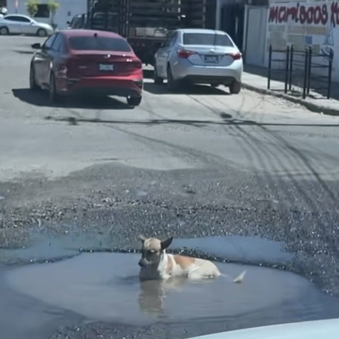 Calor de Hermosillo (@calorhermosillo) on Twitter photo 