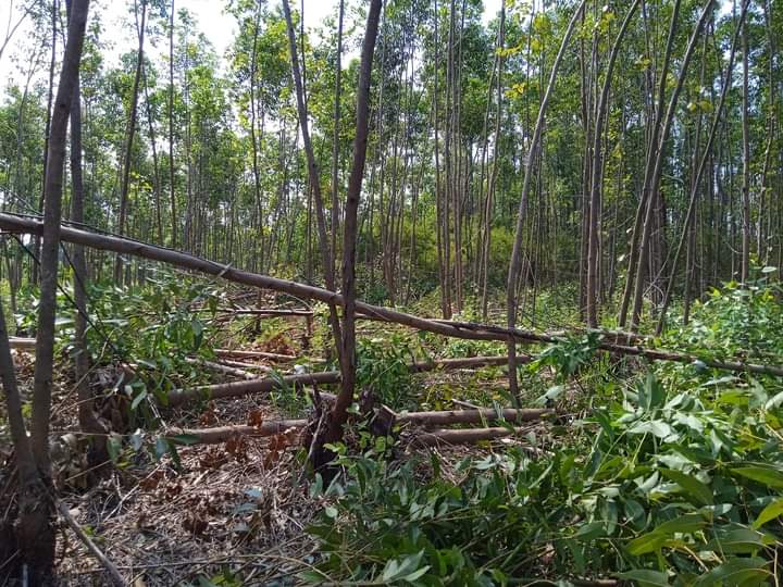 CamGuanePinar's tweet photo. Los cuales se  desempeñan en las áreas forestales de la Empresa.
💥 Tal efectividad propiciará alcanzar el objetivo propuesto  para  cumplir el plan de construcciones y reparaciones para la nueva campaña #CampañaTabacalera23_24.
#CAMGuane 
@AsambleaCuba 
@gobpinar https://t.co/XsbRNCQelB
