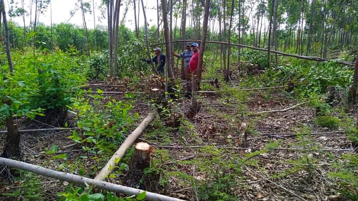 CamGuanePinar's tweet photo. Los cuales se  desempeñan en las áreas forestales de la Empresa.
💥 Tal efectividad propiciará alcanzar el objetivo propuesto  para  cumplir el plan de construcciones y reparaciones para la nueva campaña #CampañaTabacalera23_24.
#CAMGuane 
@AsambleaCuba 
@gobpinar https://t.co/XsbRNCQelB