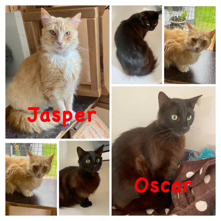 WosCatsProtect's tweet photo. Look at gorgeous Oscar and Jasper! They came into our care together, we would like them to be homed together.

They are long haired so need attentive brushing, and cannot be homed with dogs. Older sensible children only.

Please call 01905 904058 to express your interest. https://t.co/cZXm6yuNjP