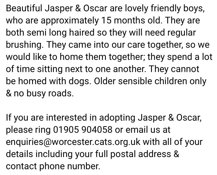 WosCatsProtect's tweet photo. Look at gorgeous Oscar and Jasper! They came into our care together, we would like them to be homed together.

They are long haired so need attentive brushing, and cannot be homed with dogs. Older sensible children only.

Please call 01905 904058 to express your interest. https://t.co/cZXm6yuNjP