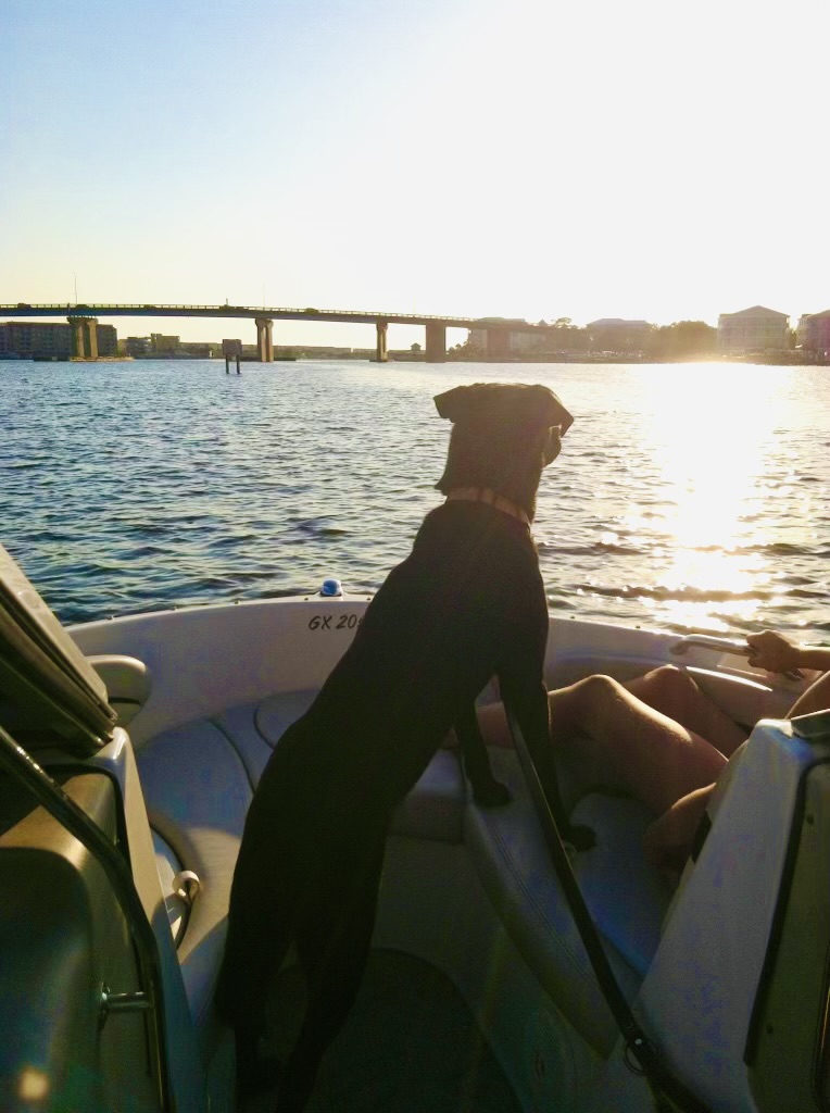 #FlashbackFriday: Service dog Orion enjoys a Florida sunset. 
#HP4Ws #Veterans