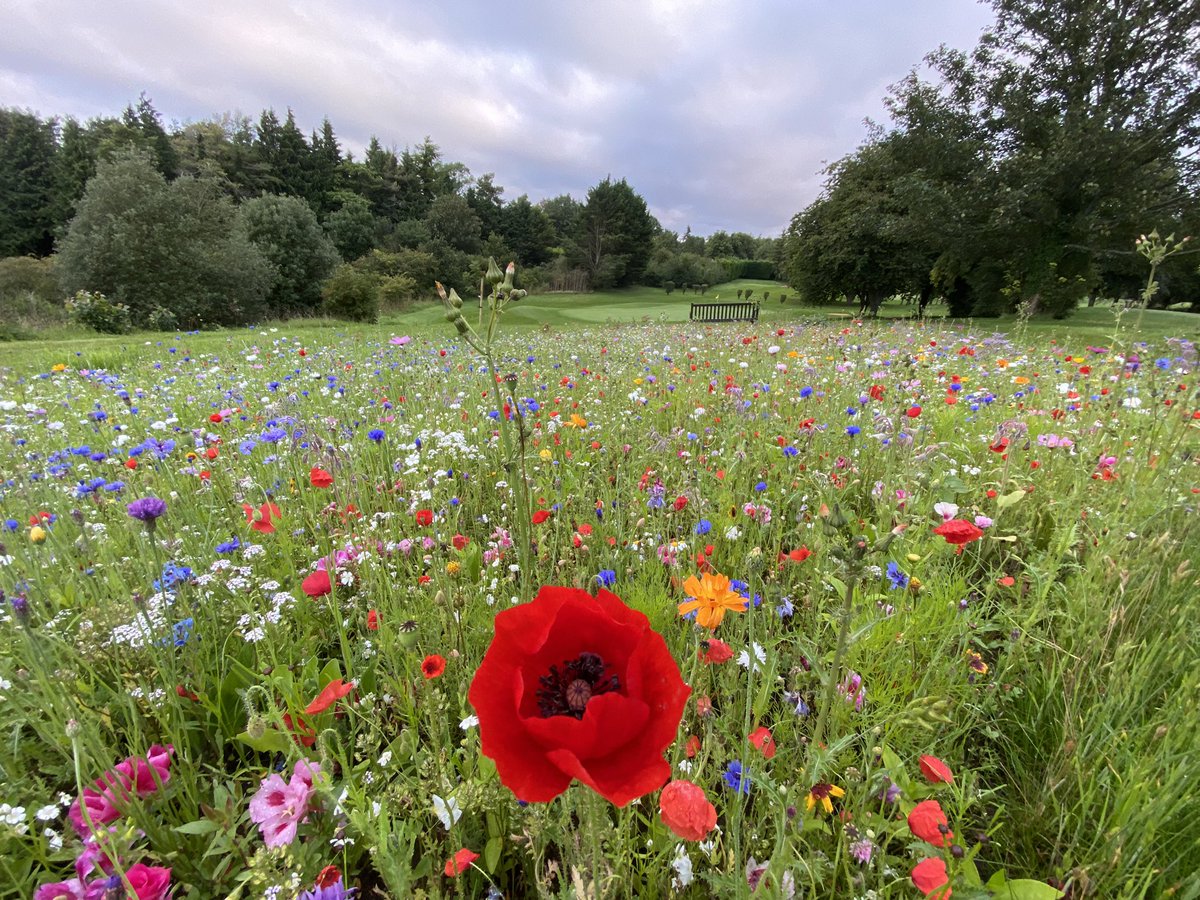 bgcgreenkeeper's tweet photo. Lovely stuff https://t.co/SX5gz2mGq7