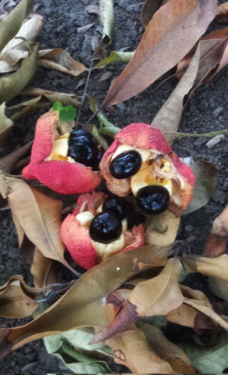 esotericgarden1's tweet image. Ackee season has begun,
Have you ever eaten prepared ackee? Did you like it?

#DancingBetweenTallGrass
#ackee