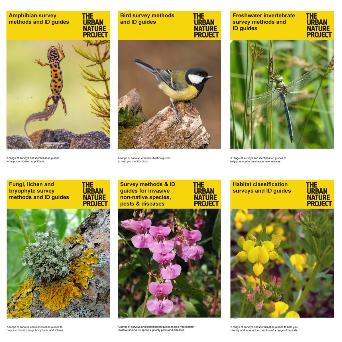 Becky_Clover's tweet image. If you are looking for ways to monitor wildlife, check out the new catalogues on the Nature Recording Hub: nhm.ac.uk/take-part/moni…

We have put together collections of surveys organised by species group &amp;amp; theme, to suit enthusiasts from beginners to more advanced recorders 🦇🦎🐝