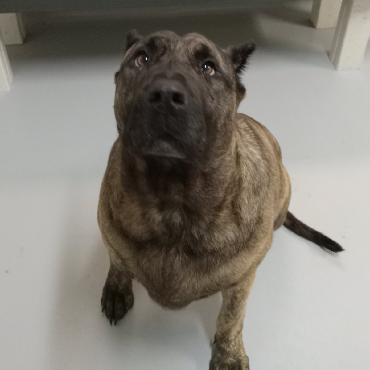 HHHSTopeka's tweet photo. This is Hawkeye! He just came up for adoption today; we estimate he's about 6 years old, and this big boy weighs 86 pounds. He is also deaf.💖 https://t.co/OYrcSjg7mt has great information about being the guardian of a #DeafDog @deafdogsrock https://t.co/GMf2UgqqOk