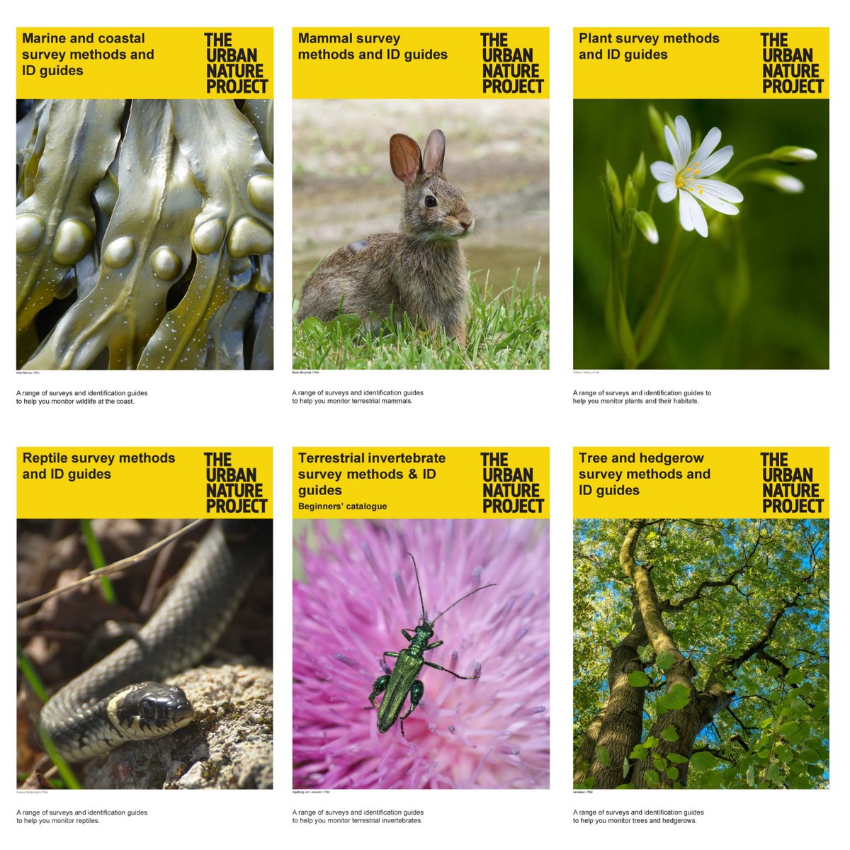 Becky_Clover's tweet image. If you are looking for ways to monitor wildlife, check out the new catalogues on the Nature Recording Hub: nhm.ac.uk/take-part/moni…

We have put together collections of surveys organised by species group &amp;amp; theme, to suit enthusiasts from beginners to more advanced recorders 🦇🦎🐝