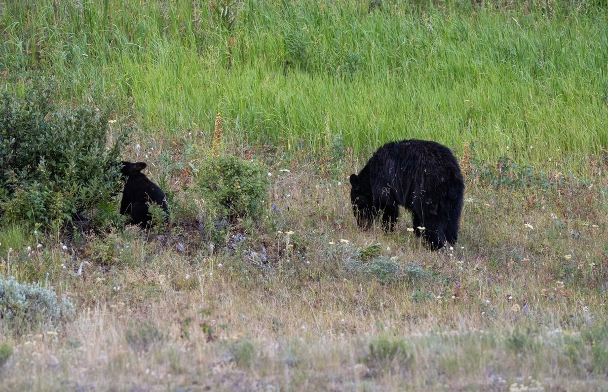 Bushnell's tweet image. “A trip through Yellowstone National Park with my Prime binoculars.”
📸 - Jessica Ishmael