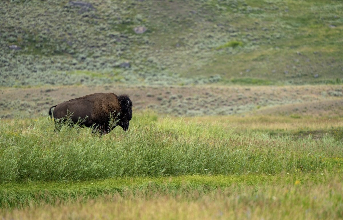 Bushnell's tweet image. “A trip through Yellowstone National Park with my Prime binoculars.”
📸 - Jessica Ishmael