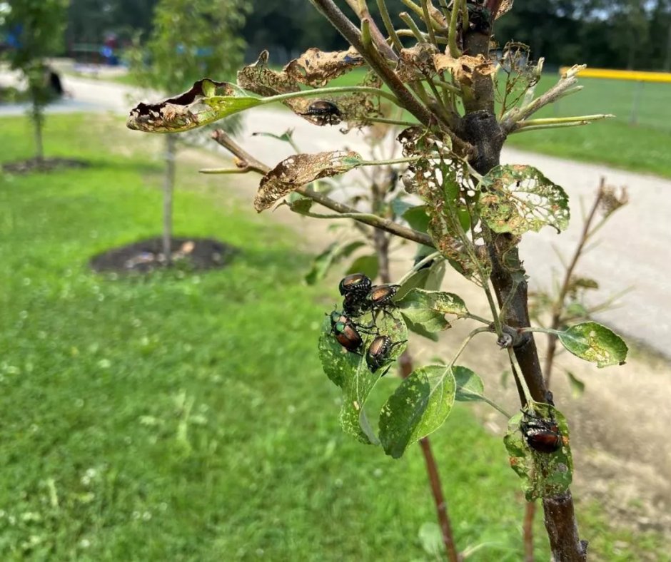 UNHExtension's tweet image. When preferred food sources are located, #japanesebeetles suddenly converge on #hostplants. They eat the tissue between leaf veins leaving a lace-like appearance. The best answer to #solving this would be to #handpick the beetles off yourself. Read more: unh.me/3Oia7yg