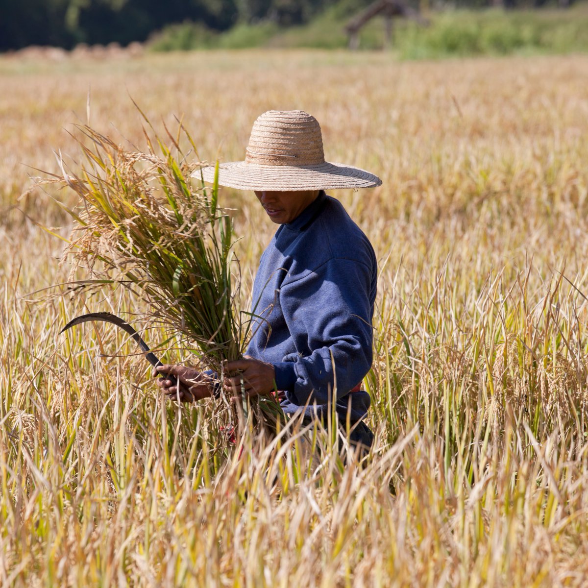 QikTruckSA's tweet photo. Find ease in your harvest season with QikTruck! Rock that sun hat and let us handle your rural needs in the great outdoors. Trust in our drivers to transport your goods swiftly and safely. #FarmToMarket #RuralLogistics #QikTruck ππΎπ§’π³ https://t.co/AbOjkEp5bx