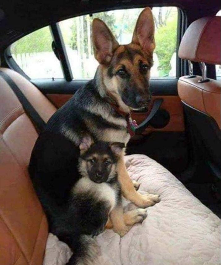 Dalbodog's tweet photo. Mother and her daughter 🥰 Send them some love ♥️ https://t.co/4H0IbP4QD4
