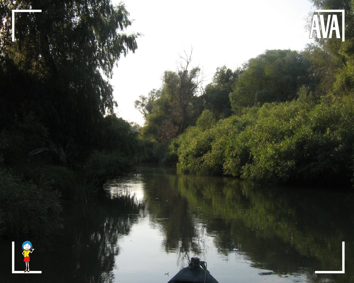 Today I was, also on the narrow and wild channels of the Danube, to photograph the sunset on Lake Gorgova.
.
#Maliuc #DanubeDelta #Romania #NatureDanubeDelta #Biodiversity #Ecotourism #DeltaMagic #Sunset #WonderfulSunset