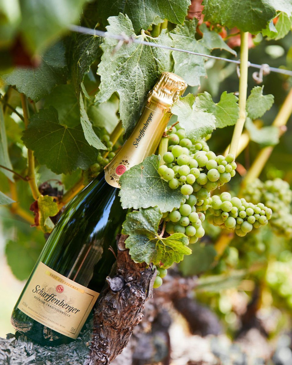 Scharffenberger Cellars tweet media