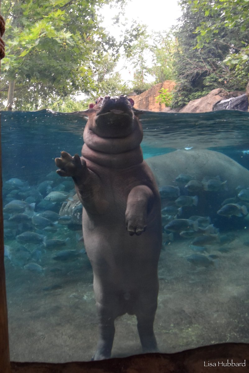 CincinnatiZoo's tweet photo. Hi! 👋 I'm one! Fritz is weighing in at 721 pounds! Keep growing Fritz! Enter to meet the bloat! https://t.co/my71zOgzTc https://t.co/DU2UiNYkwo