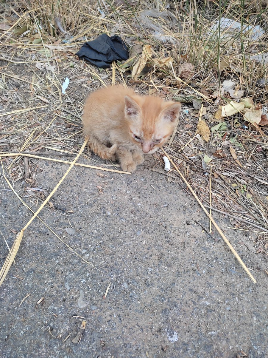 silvia mensegar tweet media