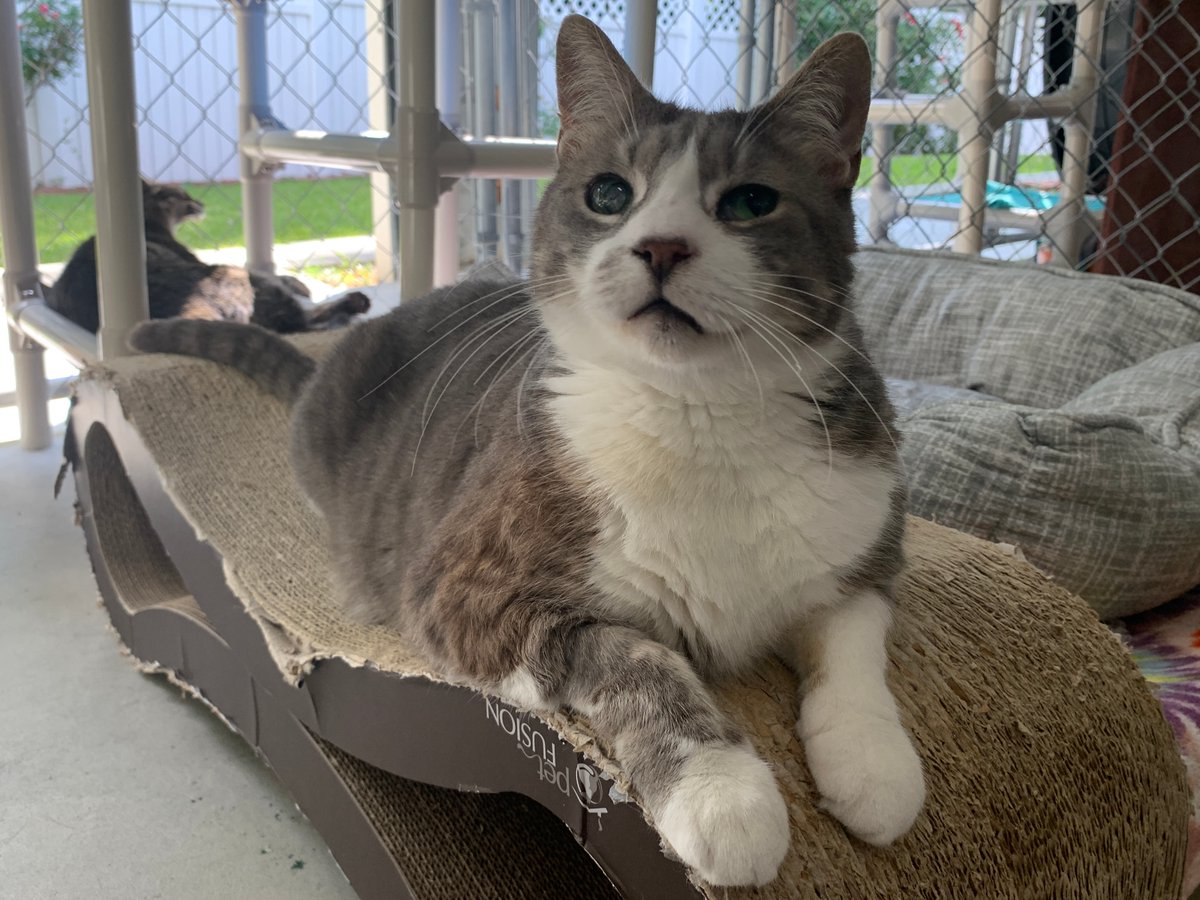 BlindCatRescue's tweet image. #COTD is Wifi is a blind kitty who was rescued by a kind woman after he was hit by a car in NY! Wifi is a super sweet guy who loves his best friend Serena. They snuggle every day together!

Read More: blindcatrescue.com/cats/wifi.htm