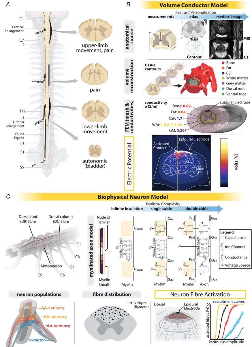 Journal of Physiology (@jphysiol) on Twitter photo Liang, <a href="/ariannaadamiani/">Arianna Damiani</a>, Del Brocco, <a href="/mariajantz/">Maria Jantz</a>, <a href="/Lee_E_Fisher/">Lee Fisher</a>, Gaunt, <a href="/MCapogrosso/">Marco Capogrosso</a>, <a href="/ElviraPirondini/">Elvira Pirondini</a> (<a href="/RNELabs/">RNEL</a>), Rogers and Lempka (<a href="/UMBME/">U-M BME</a>) have given a systematic review of computational models for the design of spinal cord stimulation therapies!
📜buff.ly/44TKRFO Liang, <a href="/ariannaadamiani/">Arianna Damiani</a>, Del Brocco, <a href="/mariajantz/">Maria Jantz</a>, <a href="/Lee_E_Fisher/">Lee Fisher</a>, Gaunt, <a href="/MCapogrosso/">Marco Capogrosso</a>, <a href="/ElviraPirondini/">Elvira Pirondini</a> (<a href="/RNELabs/">RNEL</a>), Rogers and Lempka (<a href="/UMBME/">U-M BME</a>) have given a systematic review of computational models for the design of spinal cord stimulation therapies!
📜buff.ly/44TKRFO