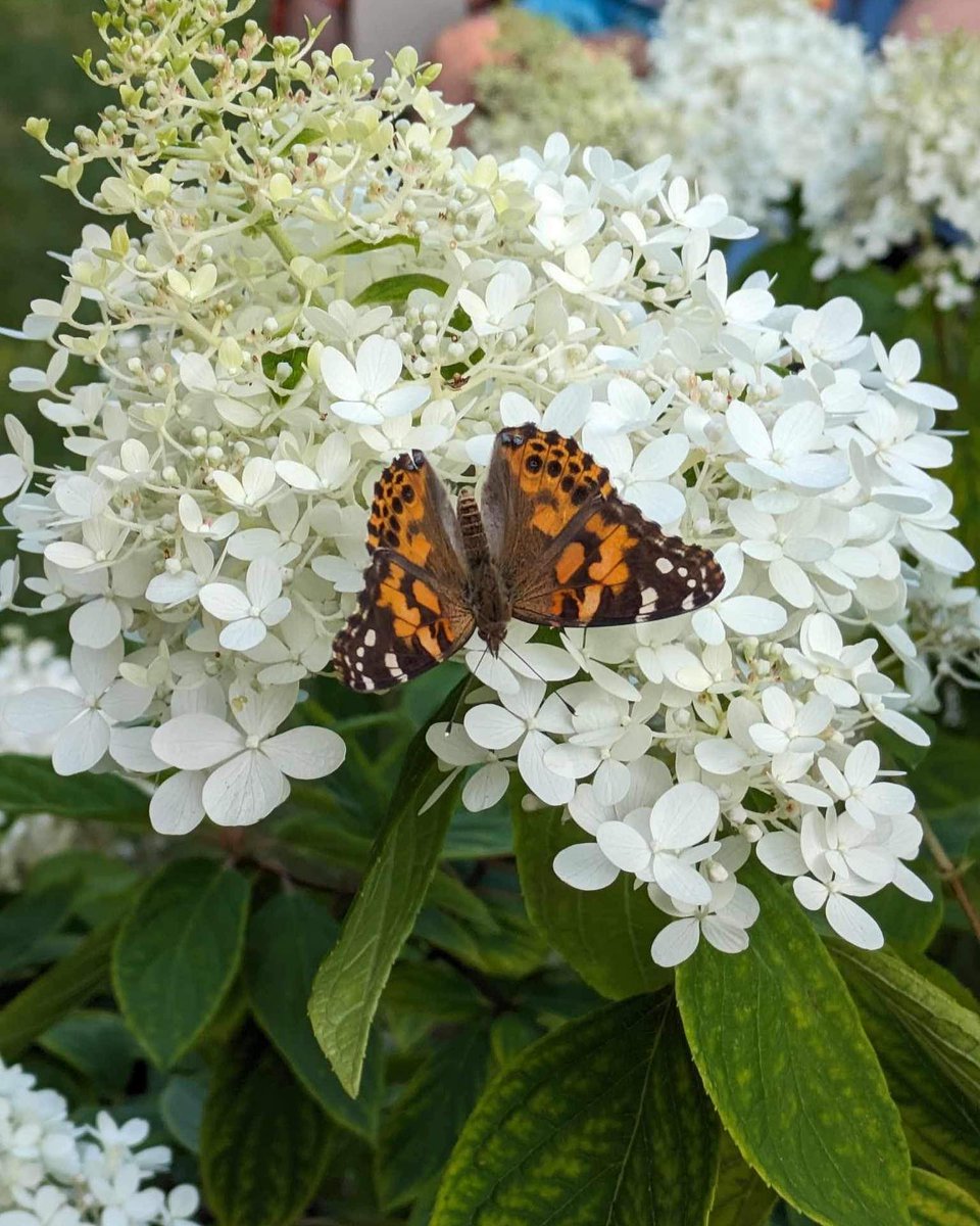 VON Erie St. Clair tweet media