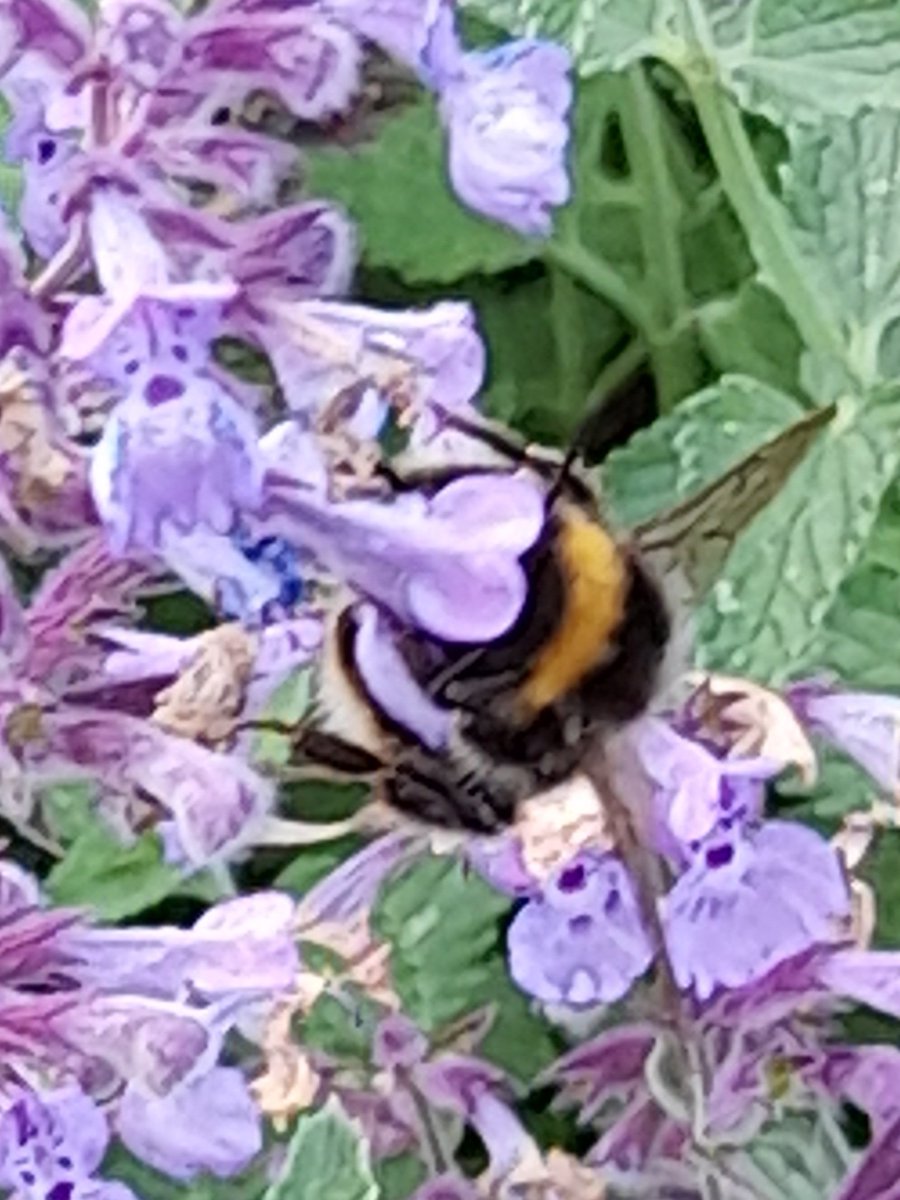 Our garden is messy, but it's there for the birds, bees and butterflies 😀