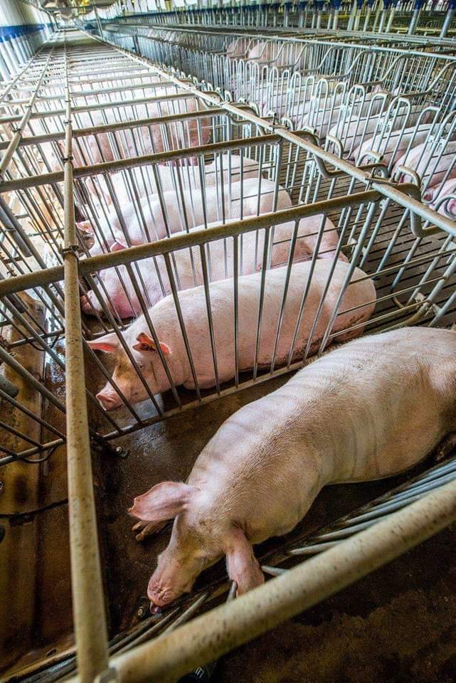 Je hoort vaak zeggen dat vegans hun keus niet aan anderen moeten opleggen. Begrijpelijk; niemand wil graag gedwongen worden tot iets. Maar vleeseters zouden die redenatie dan ook kunnen toepassen op de dieren die ze eten. Hebben deze varkens ervoor gekozen om dit leven te leiden?