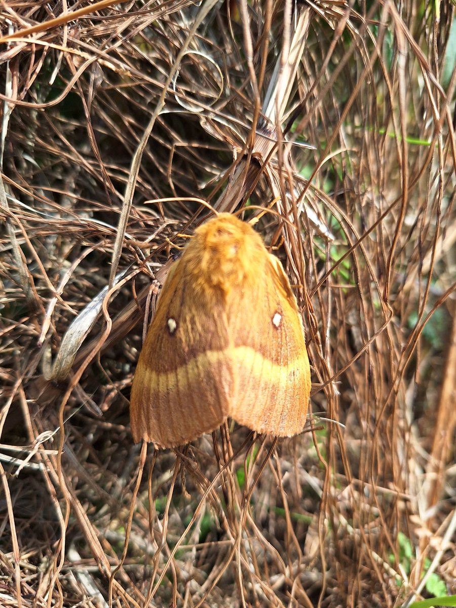 Gillian24448105's tweet photo. Is anyone please able to ID this lovely creature who posed so nicely for me on a walk this afternoon?  I've looked online, but without success sadly.
Thank you 😊
#MothID
Butterflies
Moths
#butterflyID
#insects 
#mothID
#Lepidopterology https://t.co/GQc6NJ0QiB