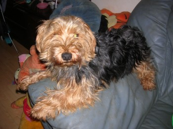 millypod1's tweet photo. TIGGY HOME SAFE. THANKS FOR RT's 😊🐕🐾

🆘19 JUL 2023 #Lost TIGGY #ScanMe
OLDER Tan/black Yorkshire Terrier Male
 Bald patch on neck.  PLEASE SHARE. 
#Langney area of #Eastbourne #EastSussex #BN23 https://t.co/TnQUBrzUWO https://t.co/aoQIkSkBHG