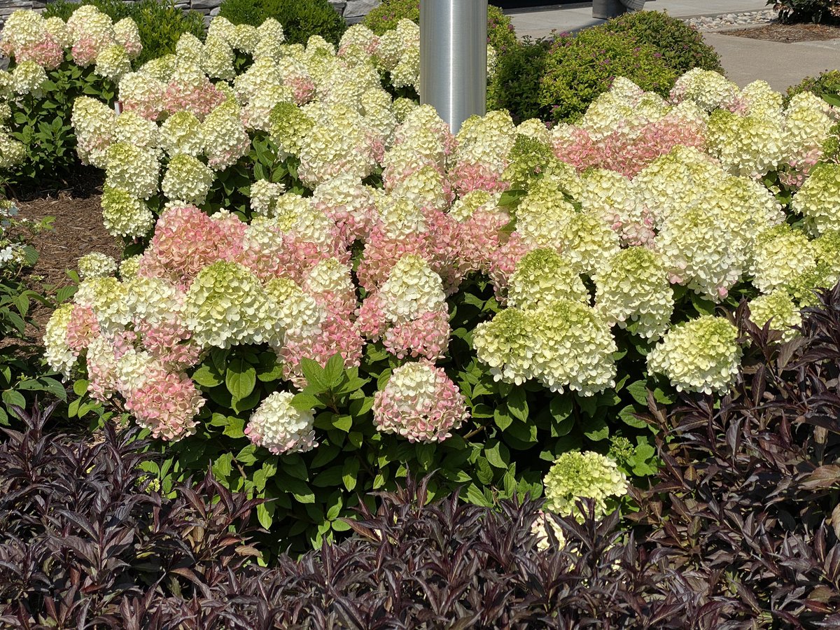 OfHydrangea's tweet photo. Little Lime Punch starting to transition. #hydrangea #landscaping #Gardening https://t.co/yySqPPxln4