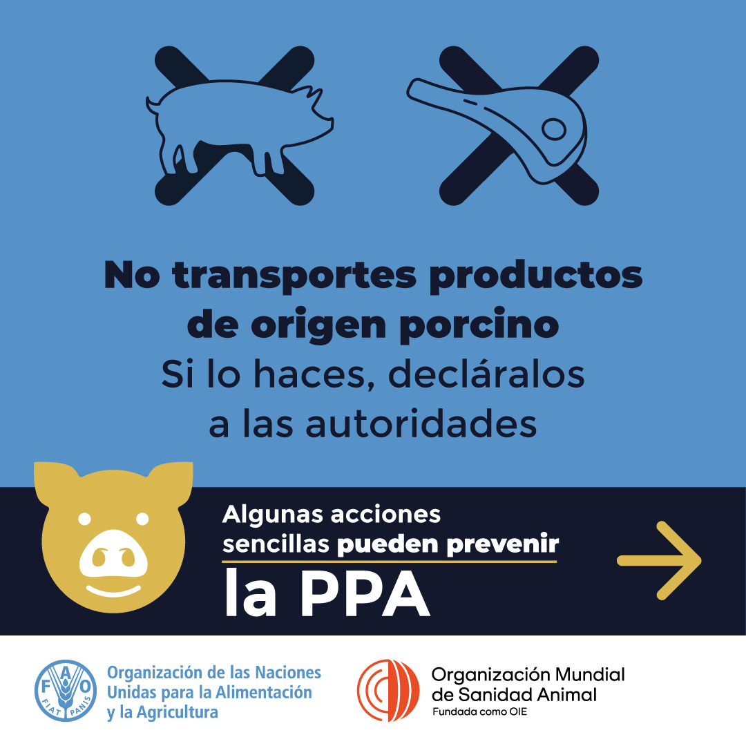FAO_Colombia's tweet photo. #SabíasQue la peste porcina africana #PPA es una enfermedad letal para los cerdos, y aunque no se transmite a los humanos, si deja graves consecuencias económicas?

Conoce más en el informe de @LaFincadeHoy @CaracolTV 📺 https://t.co/Fabw144HSr https://t.co/uf6xGwuTs8