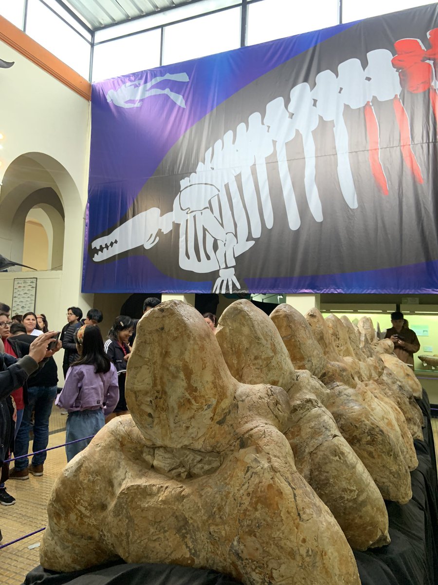 rominabadoino's tweet photo. Vine al Museo de Historia Natural de la Sam Marcos a ver al perucetus y resulta que está aquí el paleontólogo que descubrió los fósiles, Mario Urbina. !! https://t.co/RKhHR9ey8m
