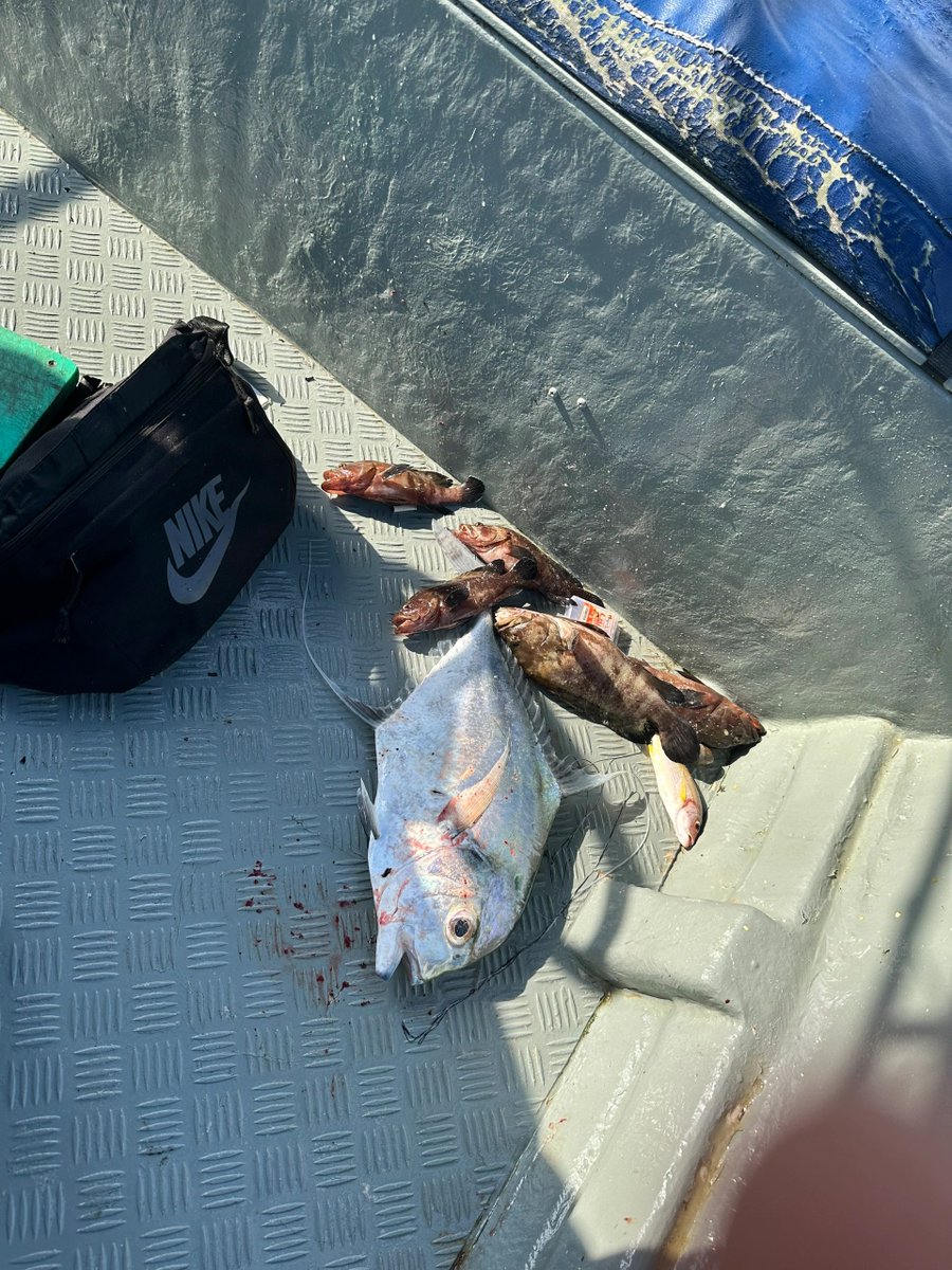 VeraaaYang's tweet image. When you can't catch a fish, you go down and catch it.🤣🤣🤣

#Seafishing
#Hooks
#Fishinggear
#Fishfarming
#Seaside
#Speedboatfishing
#Fishingtournaments
#Fishing