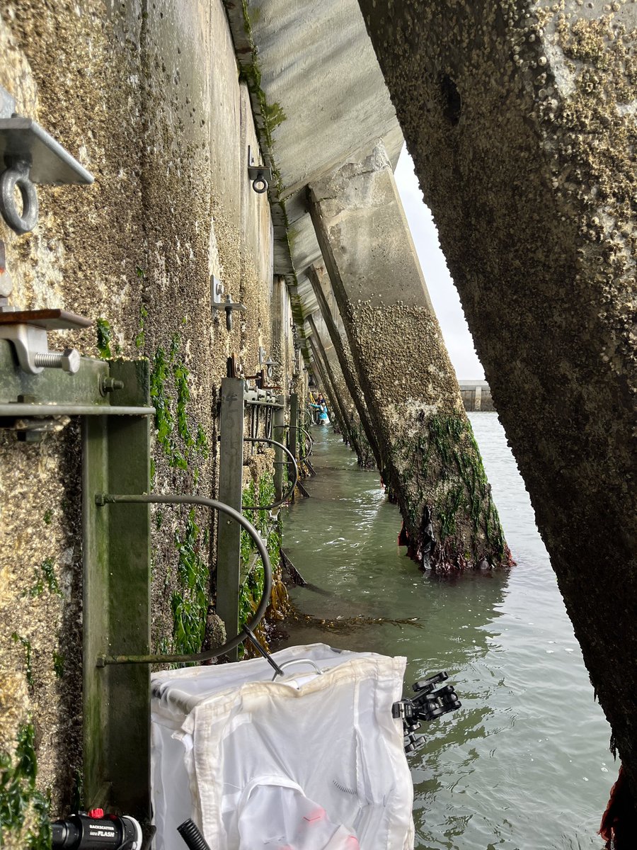 SERC Marine Invasions Research Lab tweet media