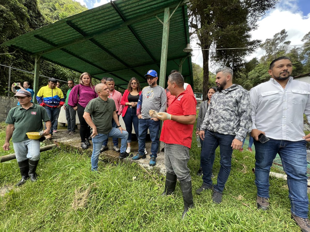 Minpescave2's tweet photo. En #Mérida se llevó a cabo un recorrido en los campos de producción truchícolas de La Mucuy y en la Unidad de Producción Socialista Fabricio Ojeda, para constatar las condiciones de estas áreas y potencialidades.

@NicolasMaduro
@Jcloyo
#GNBArmadosDePaz https://t.co/WJqKA5AwYU